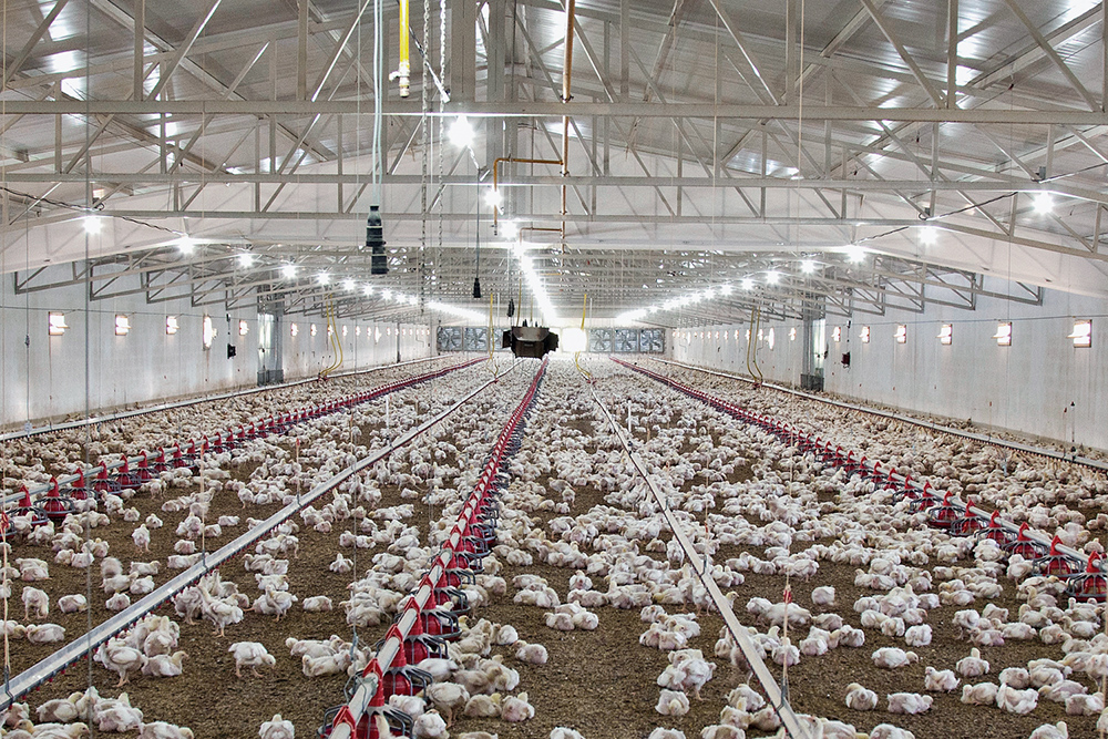 Dynamo Spiller Agriculture Poultry