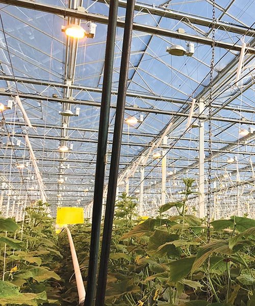 Inside Doefs Greenhouses