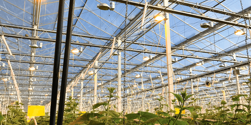 Greenhouse interior